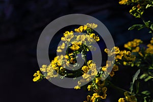 Yellow rue flower with dark background