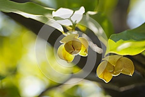 Yellow Rumdul flower or White cheesewood over green natural Blur background, Kingdom of Cambodia or White cheesewood blooming with