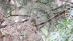 Yellow rumoed willow warbler