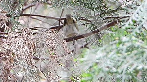 Yellow rumoed willow warbler singing