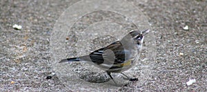 Yellow Rump Warbler-bread