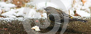 Yellow Rump Warbler with bread