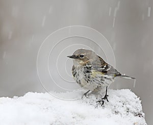 Yellow rump warbler in snow