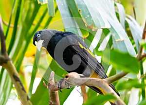 Yellow rumped bird named Cacique latin name Cacicus cela is hiding in the leafs of tropical tree. Small black bird with blue