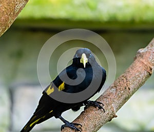 Yellow rumped bird named Cacique latin name Cacicus cela is hiding in the leafs of tropical tree. Small black bird with blue