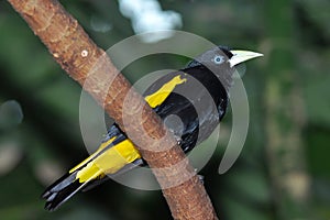 Yellow rumped cacique
