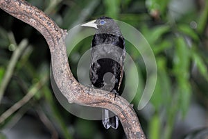 Yellow rumped cacique