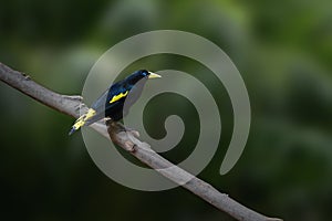 Yellow-Rumped Cacique bird photo