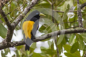 Yellow-rumped Cacique photo