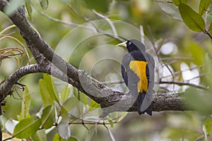 Yellow-rumped Cacique