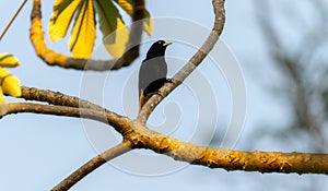 Yellow-rumped Cacique (Cacicus cela) in Brazil