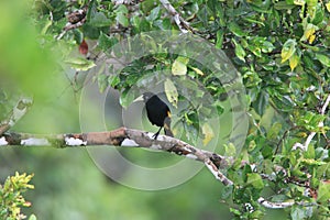 Yellow-rumped Cacique