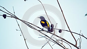 Yellow-rumped cacique in Ecuador