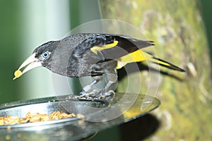 Yellow-rumped cacique