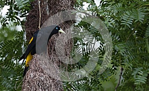 Yellow-rumped Cacique on the Yellow-rumped cacique nest. Yellow-rumped cacique Cacicus cela