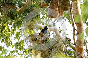 Yellow-rumped Cacique at a nest, San Jose do Rio Claro, Mato Grosso