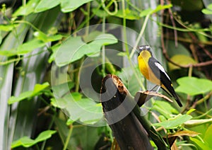 Yellow rumped Flycatcher