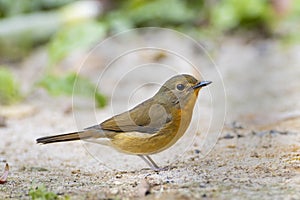 Yellow-rumped flycatcher - Man nai island in the garden