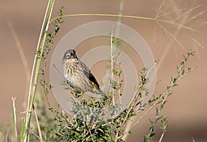 Yellow-rumped seedeater