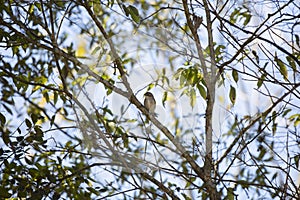 Yellow-Rumped Warbler