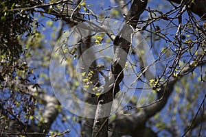 Yellow-Rumped Warbler