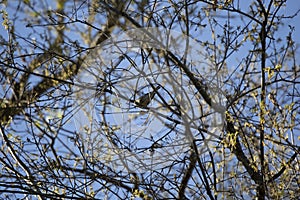 Yellow-Rumped Warbler