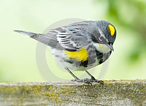 Yellow Rumped Warbler