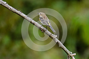 Yellow-rumped Warbler