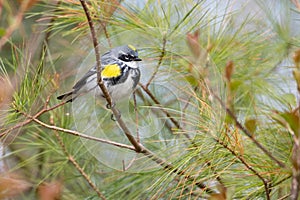 Yellow-Rumped Warbler at Ashbridges Bay Park, Toronto