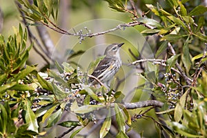 A yellow rumped warbler in a berry bush