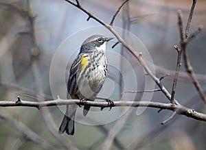 Yellow-rumped Warbler bird Dendroica coronata, Canada