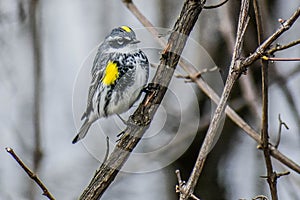 Yellow Rumped Warbler Bird on Tree Branch