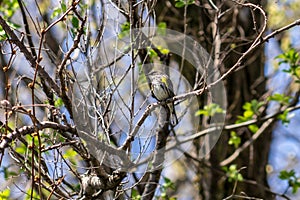Yellow-rumped warbler in Botanical garden