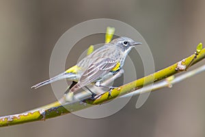 Yellow-rumped warbler on a branch during Spring bird migrations in Minnesota