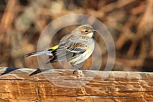 Yellow-rumped Warbler (Dendroica coronata) photo