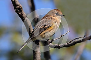 Yellow-rumped Warbler (Dendroica coronata)