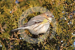 Yellow-rumped Warbler (Dendroica coronata)