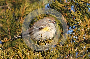 Yellow-rumped Warbler (Dendroica coronata)