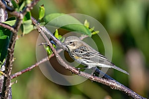 Yellow-rumped Warbler - Dendroica coronata - in Green Cay Nature Center.
