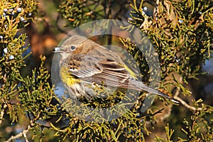 Yellow-rumped Warbler (Dendroica coronata)