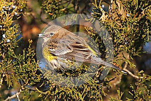 Yellow-rumped Warbler (Dendroica coronata) photo