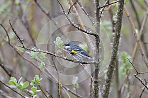 Yellow rumped warbler eating insects on top of the tree