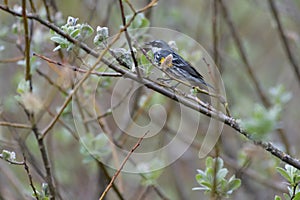 Yellow rumped warbler eating insects on top of the tree