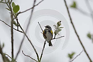 Yellow rumped warbler eating insects on top of the tree
