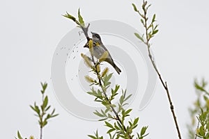 Yellow rumped warbler eating insects on top of the tree