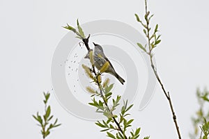 Yellow rumped warbler eating insects on top of the tree