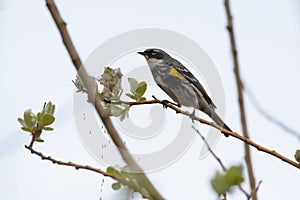 Yellow rumped warbler eating insects on top of the tree