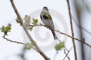 Yellow rumped warbler eating insects on top of the tree