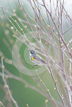 Yellow-rumped warbler in the Fish Lake Wildlife Area in Northern Wisconsin - during spring bird migrations with buds and young lea