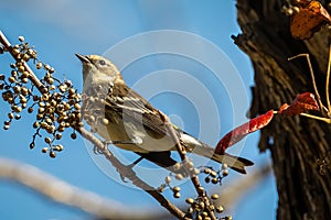 Yellow-rumped Warbler near the berries